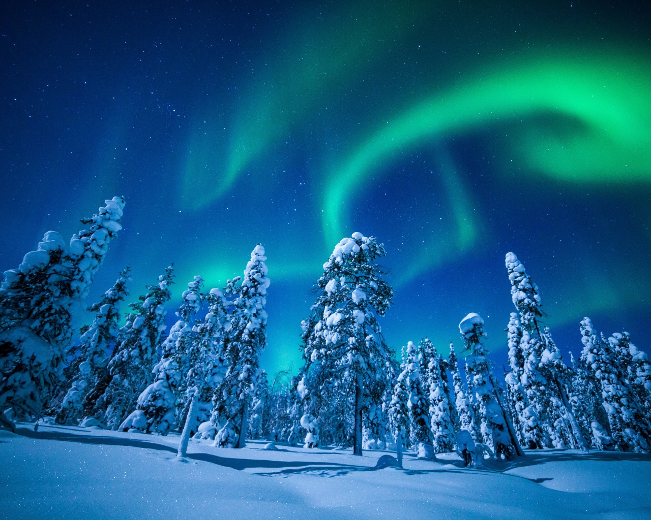 Северное сияние в небе над покрытыми снегом елями, Финляндия
