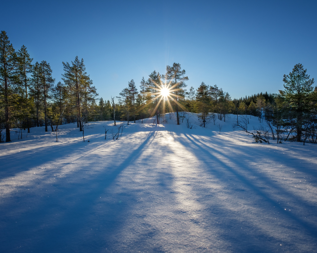 Лучи яркого зимнего солнца на снежной глади в лесу