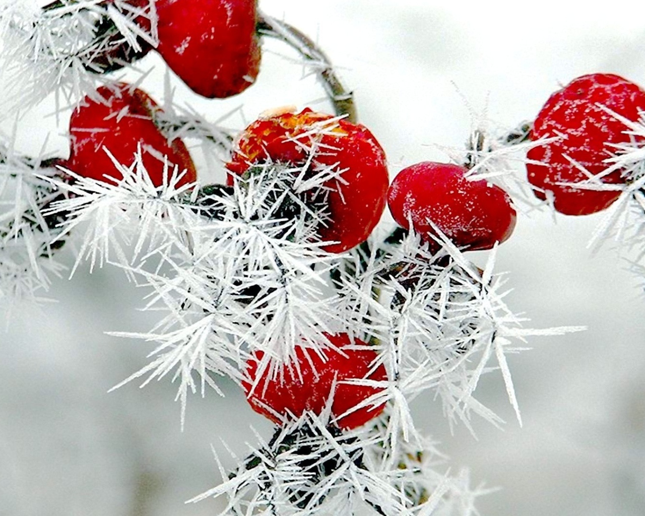 Red rosehip berries covered with prickly rime