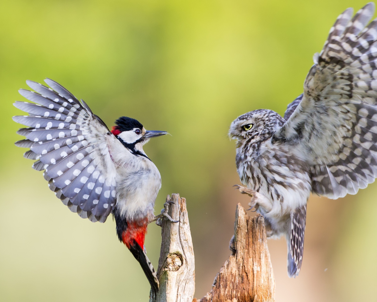 Quarrel of an owl and woodpecker on a dry tree