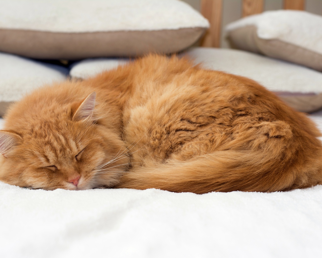Красивый рыжий кот спит на кровати 