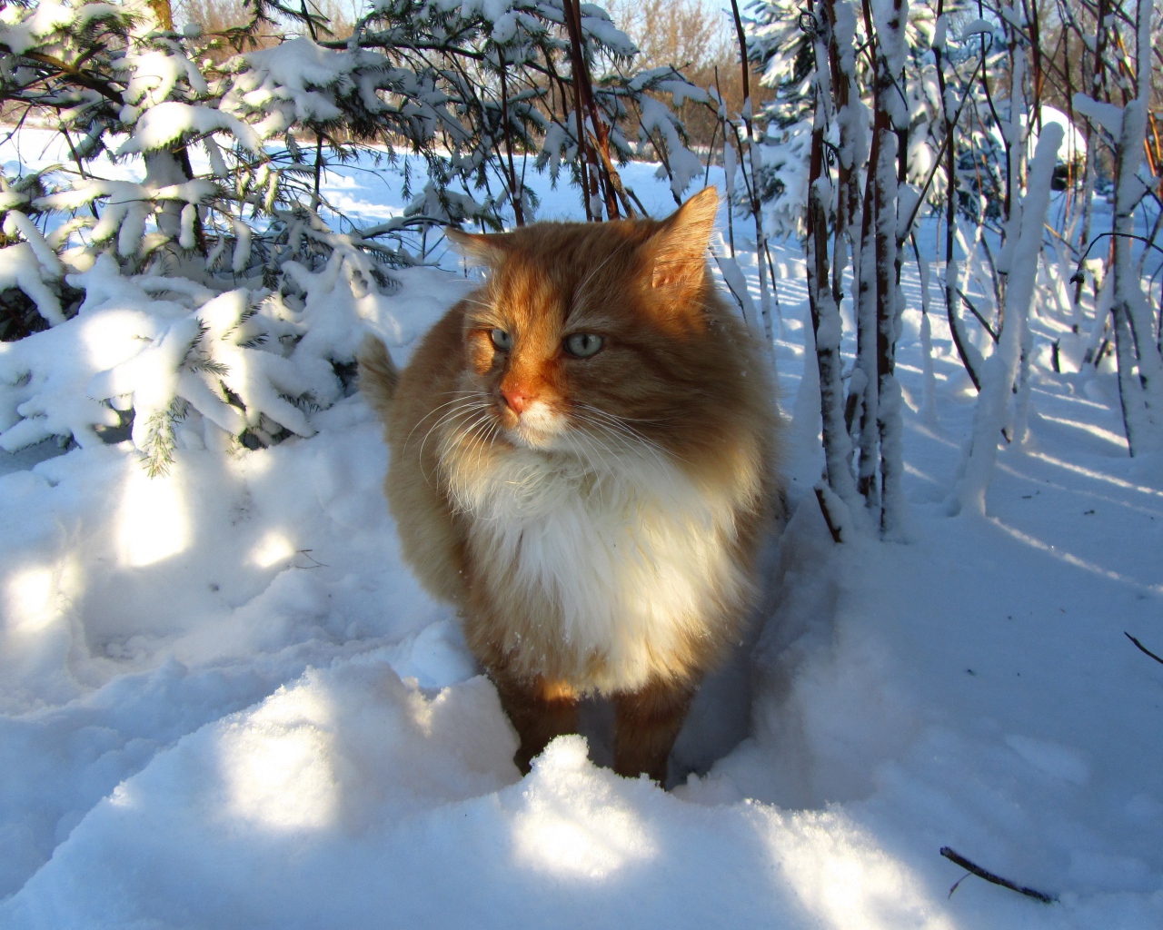 Рыжий кот стоит на холодном белом снегу
