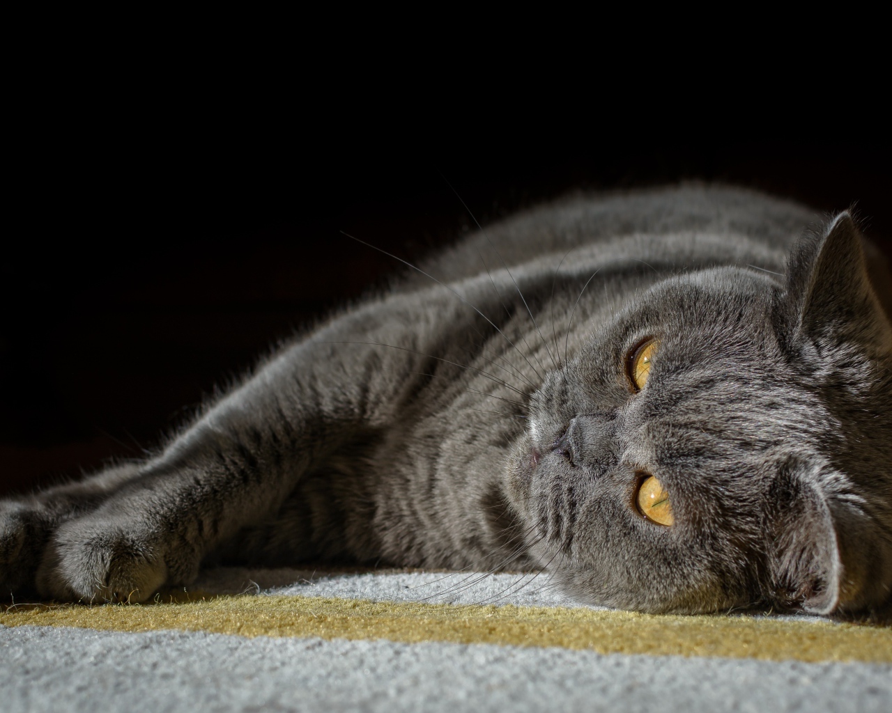 Британский кот лежит на ковру на черном фоне