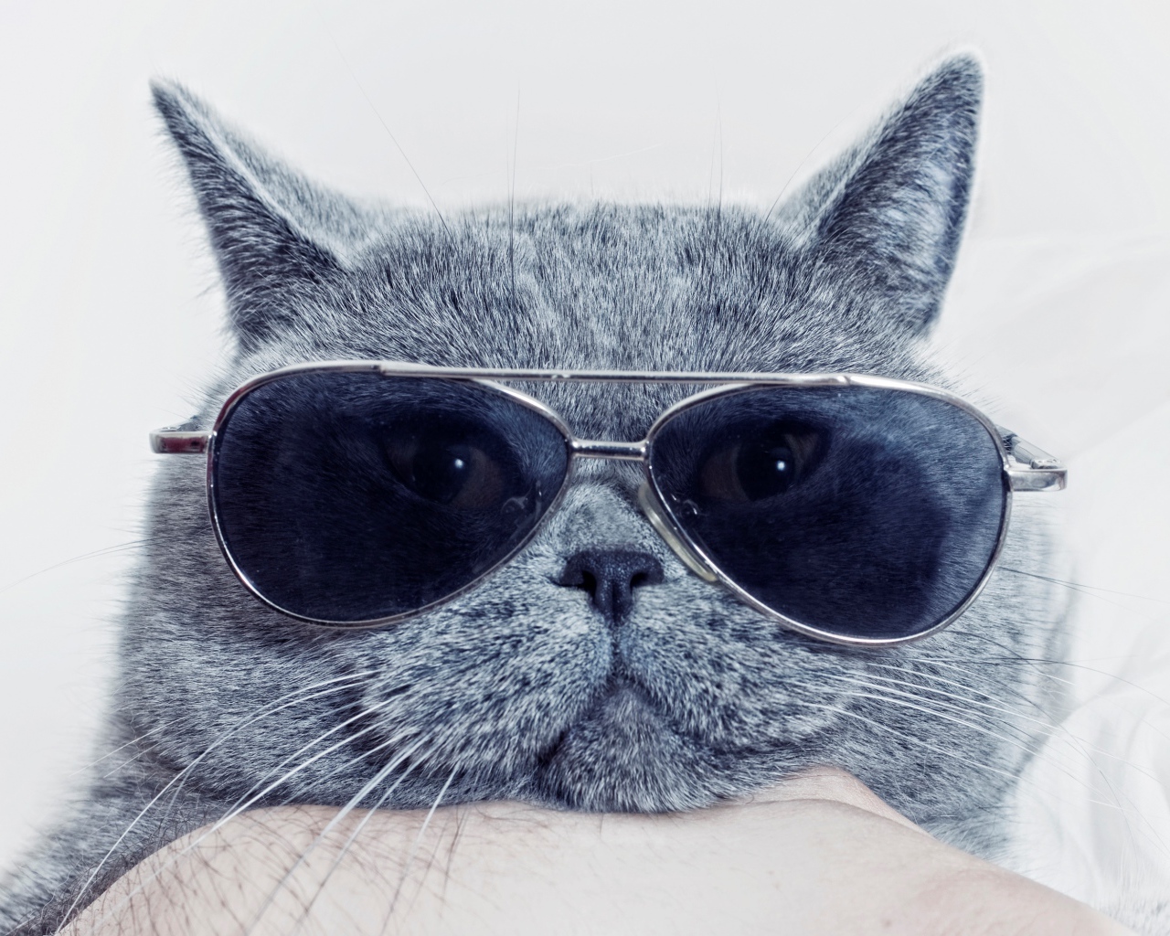 Британский кот в очках