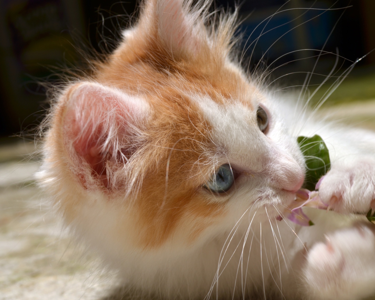 Забавный маленький пушистый рыжий с белым котенок с голубыми глазами