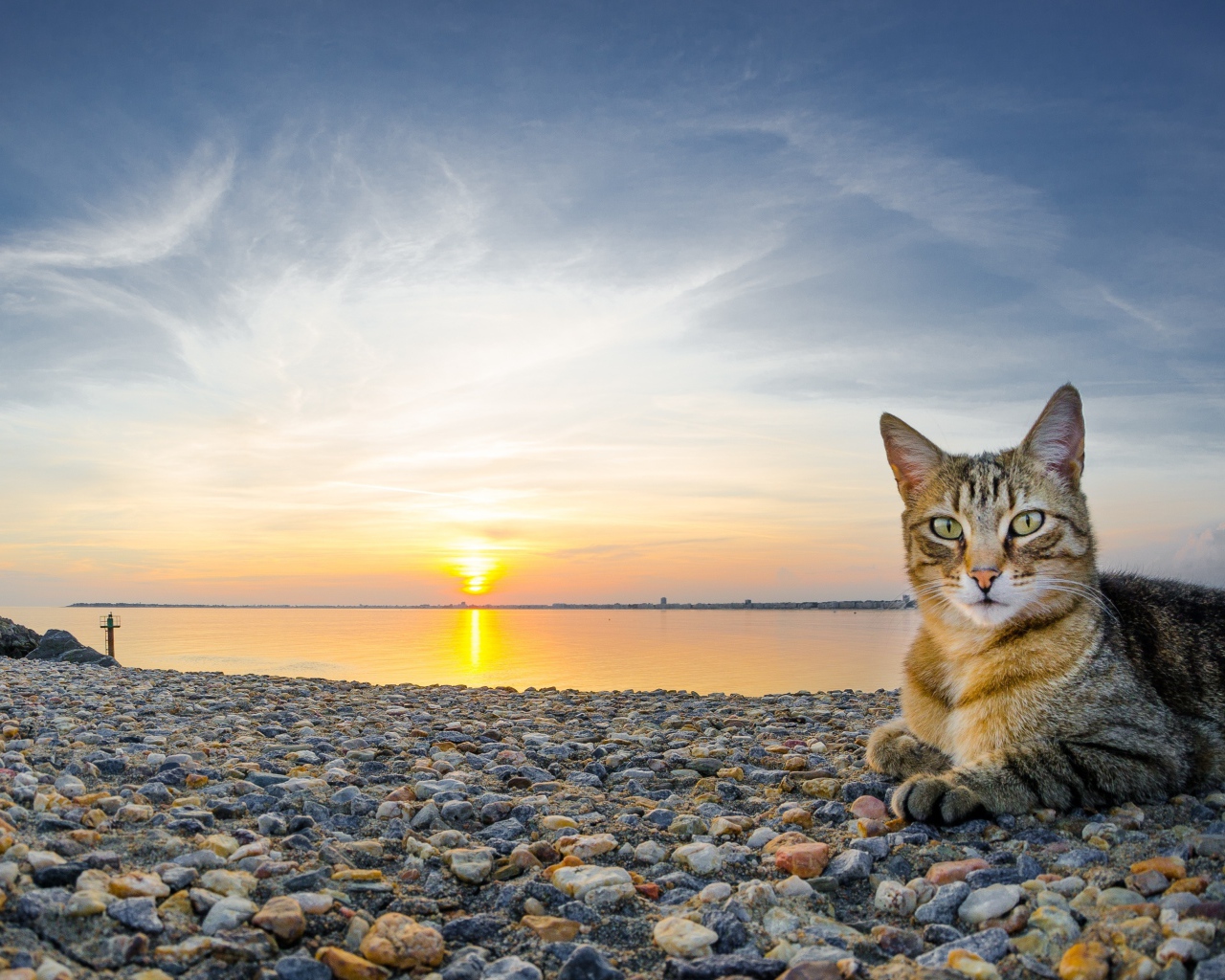 Серый кот лежит на гальке на берегу на закате 