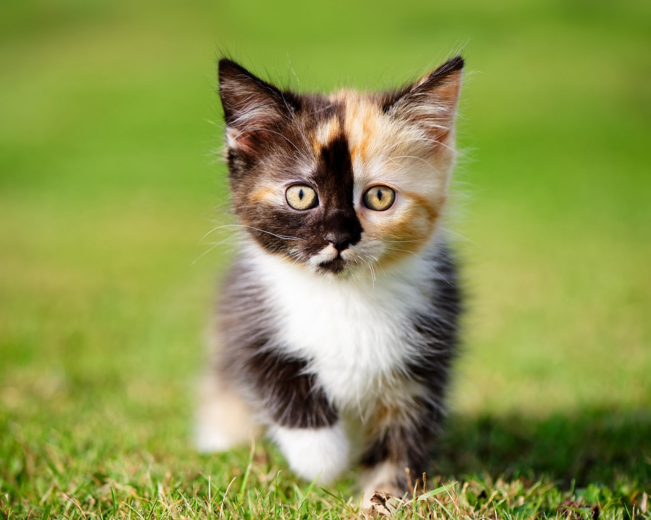 Маленький забавный трехцветный котенок на зеленой траве