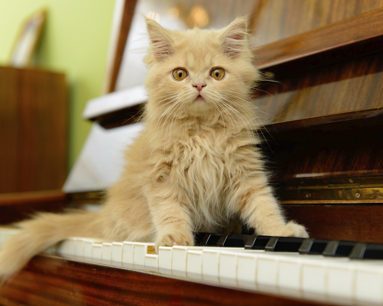 Рыжий персидский котенок сидит на пианино