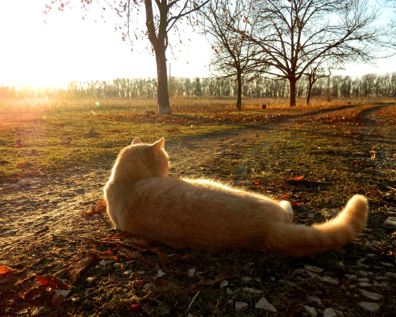 Рыжий кот лежит на земле в лучах осеннего солнца