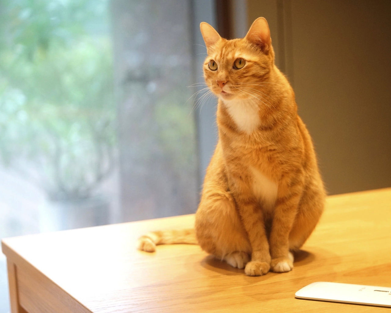 Рыжий кот сидит на столе с мобильным телефоном
