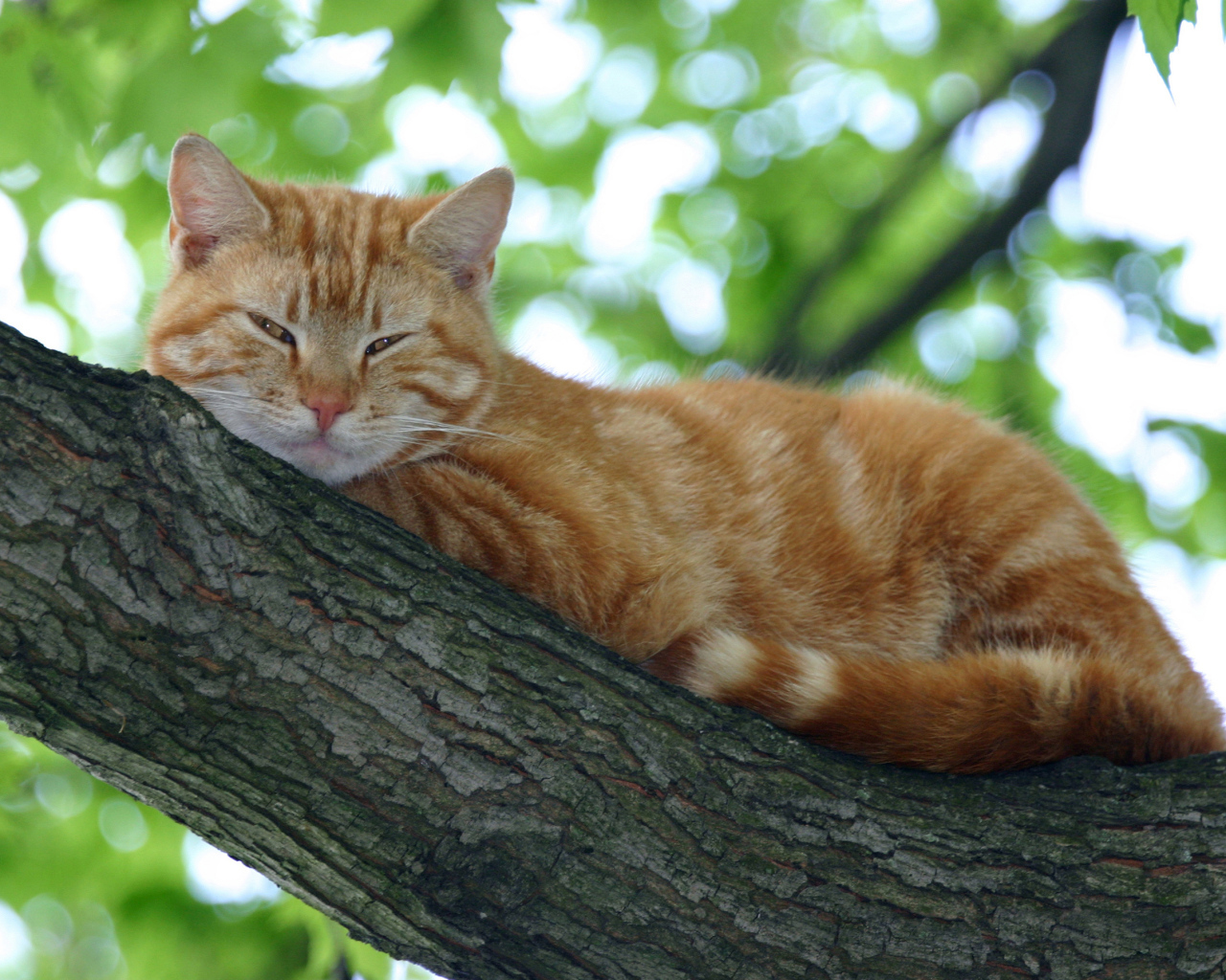Рыжий кот спит на ветке дерева