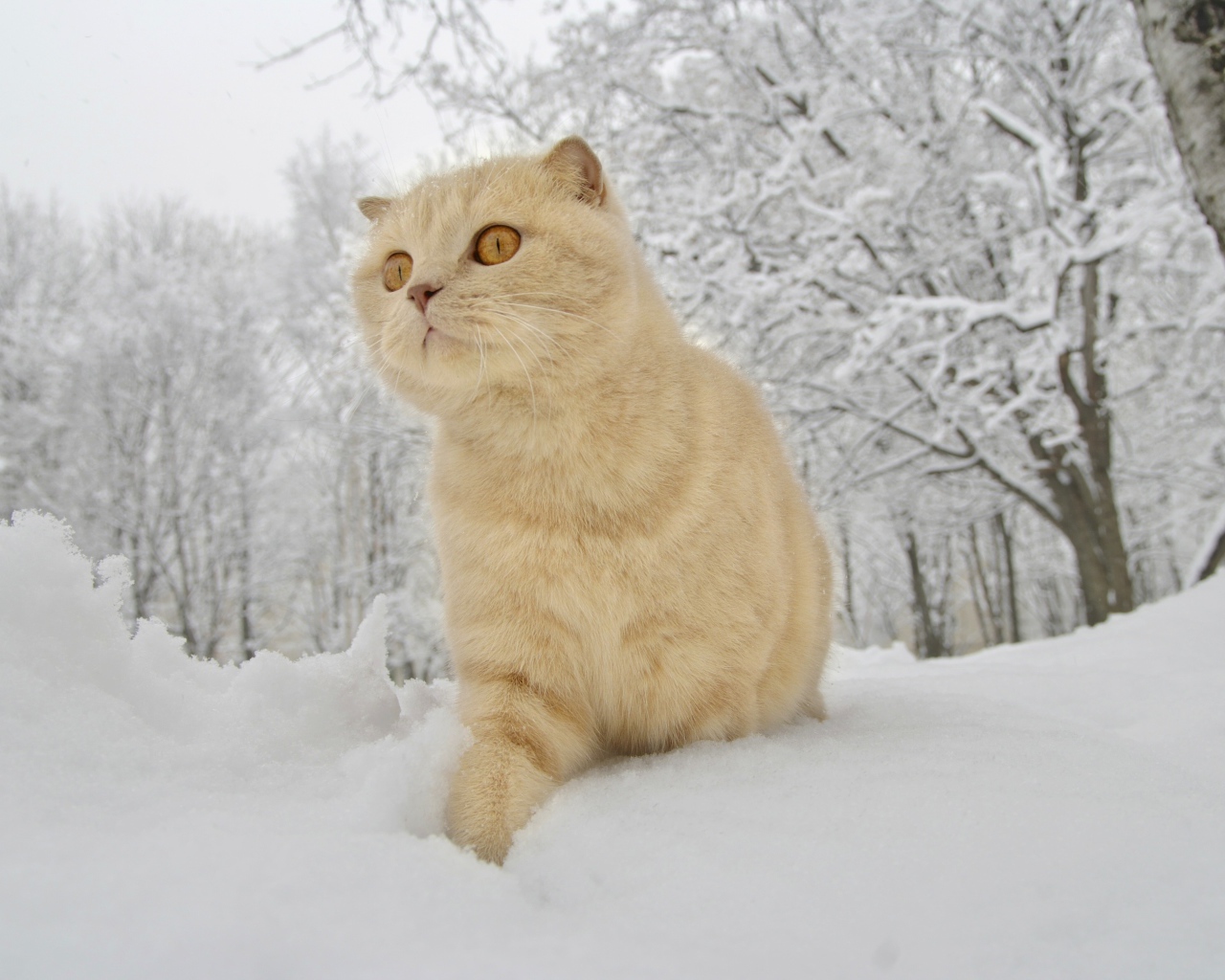 Шотландский вислоухий кот идет по белому снегу