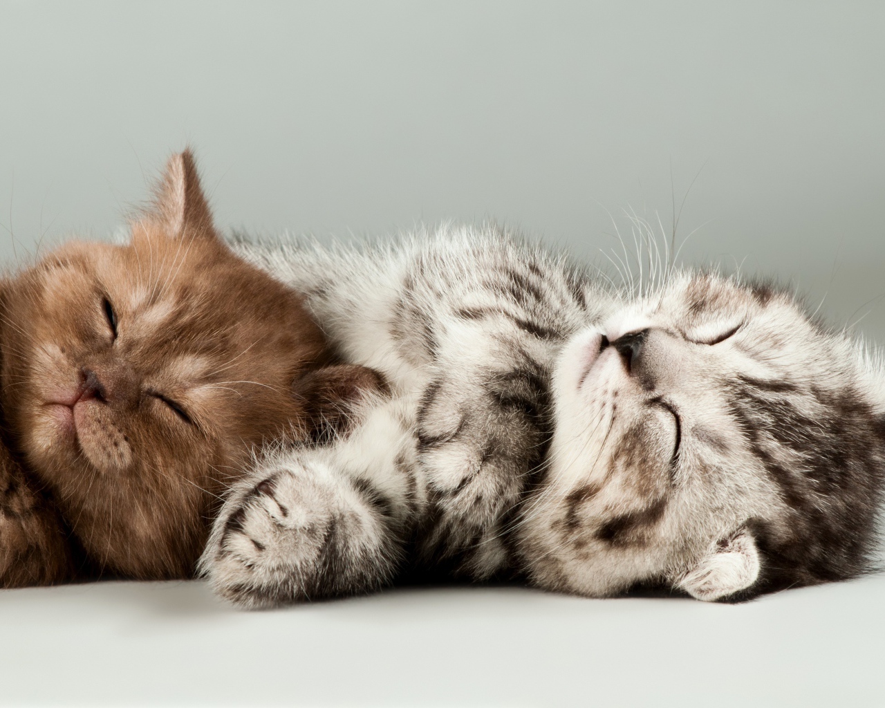 Два милых спящих котенка на сером фоне