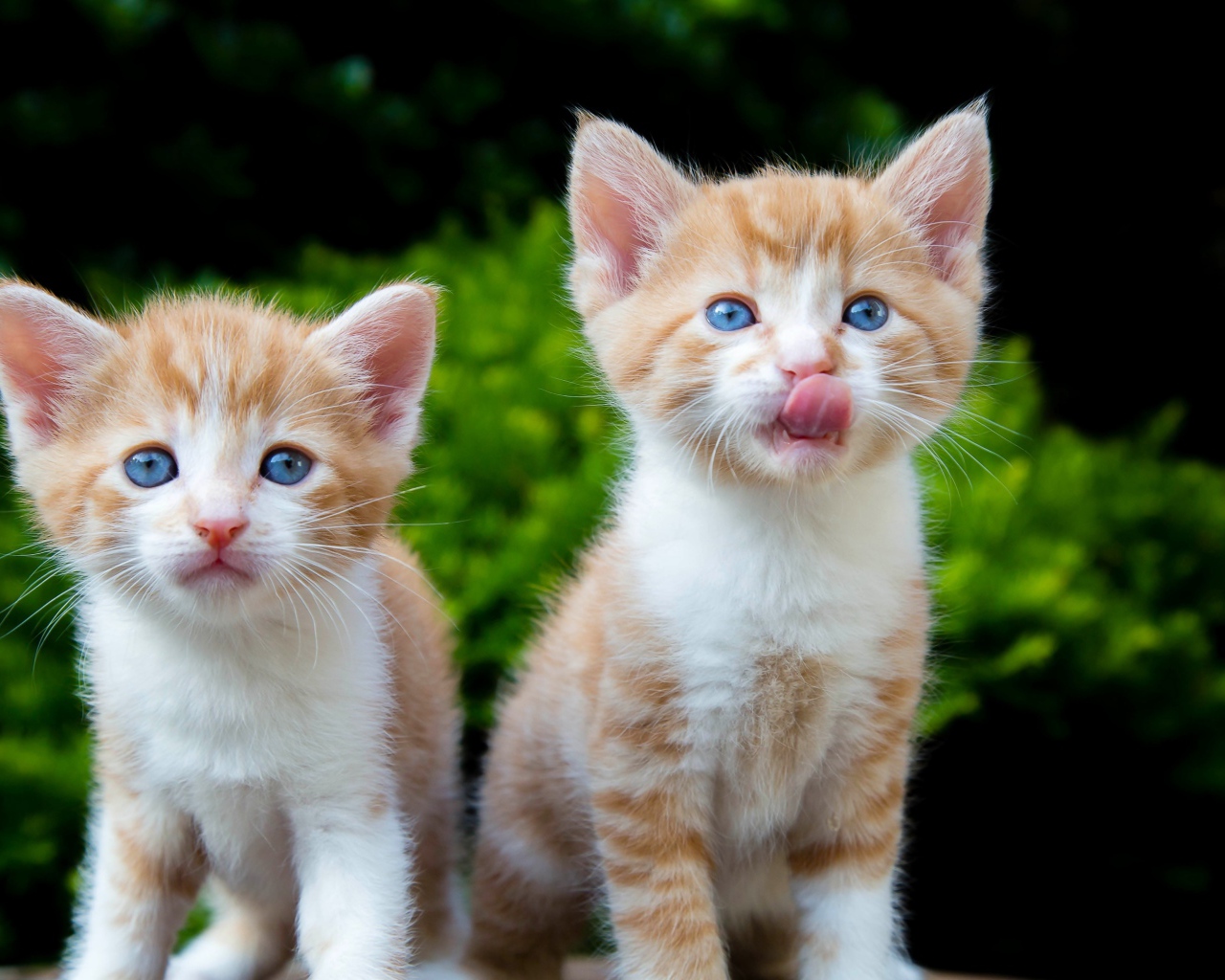 Два маленьких рыжих голубоглазых котенка
