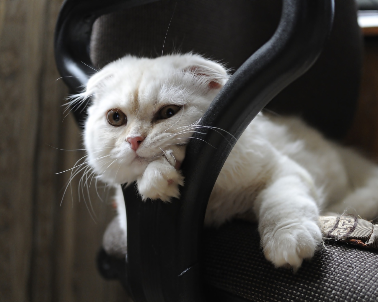Белая шотландская вислоухая кошка лежит в кресле