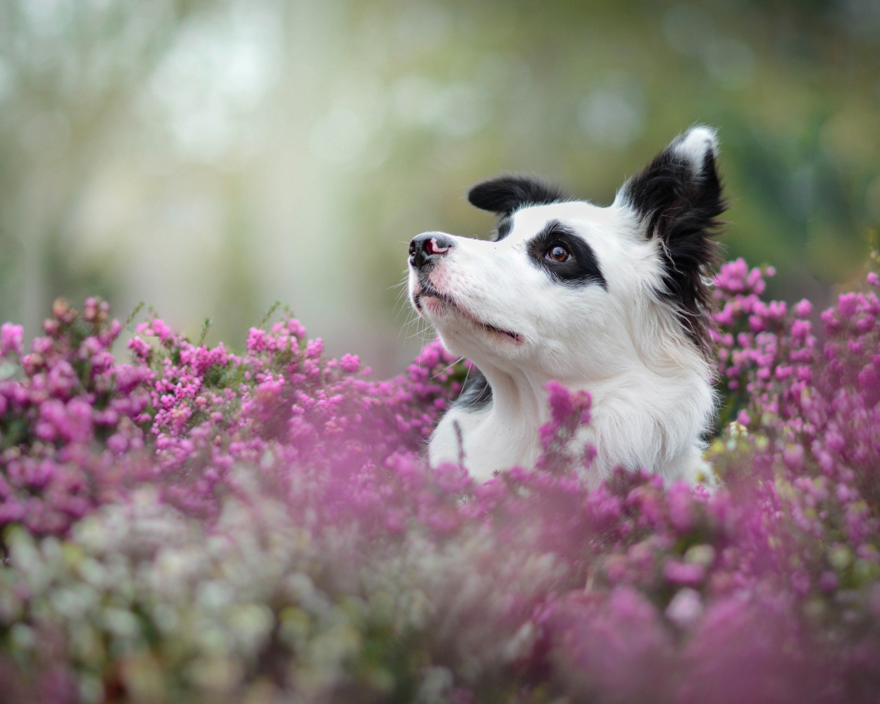 The dog breeds a border collie sitting in lilac flowers