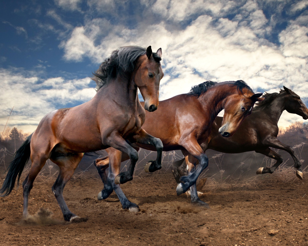 Beautiful brown horses jumping on the ground under the beautiful sky