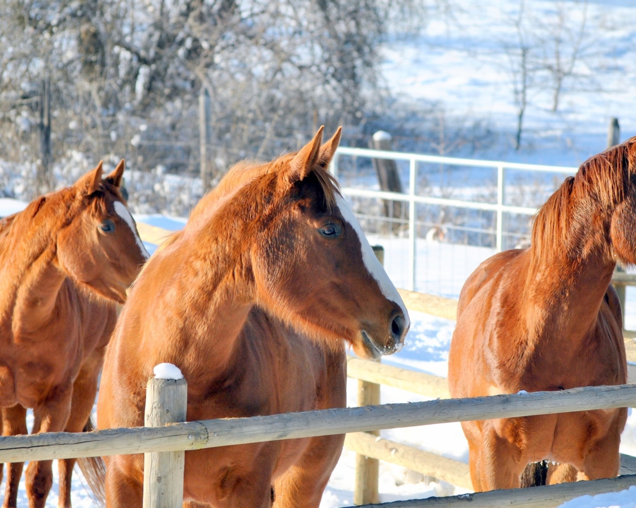 Три коричневые лошади на ферме зимой