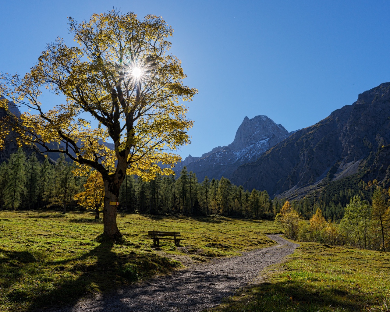 Tree with green leaves in the sun against the backdrop of the mountains