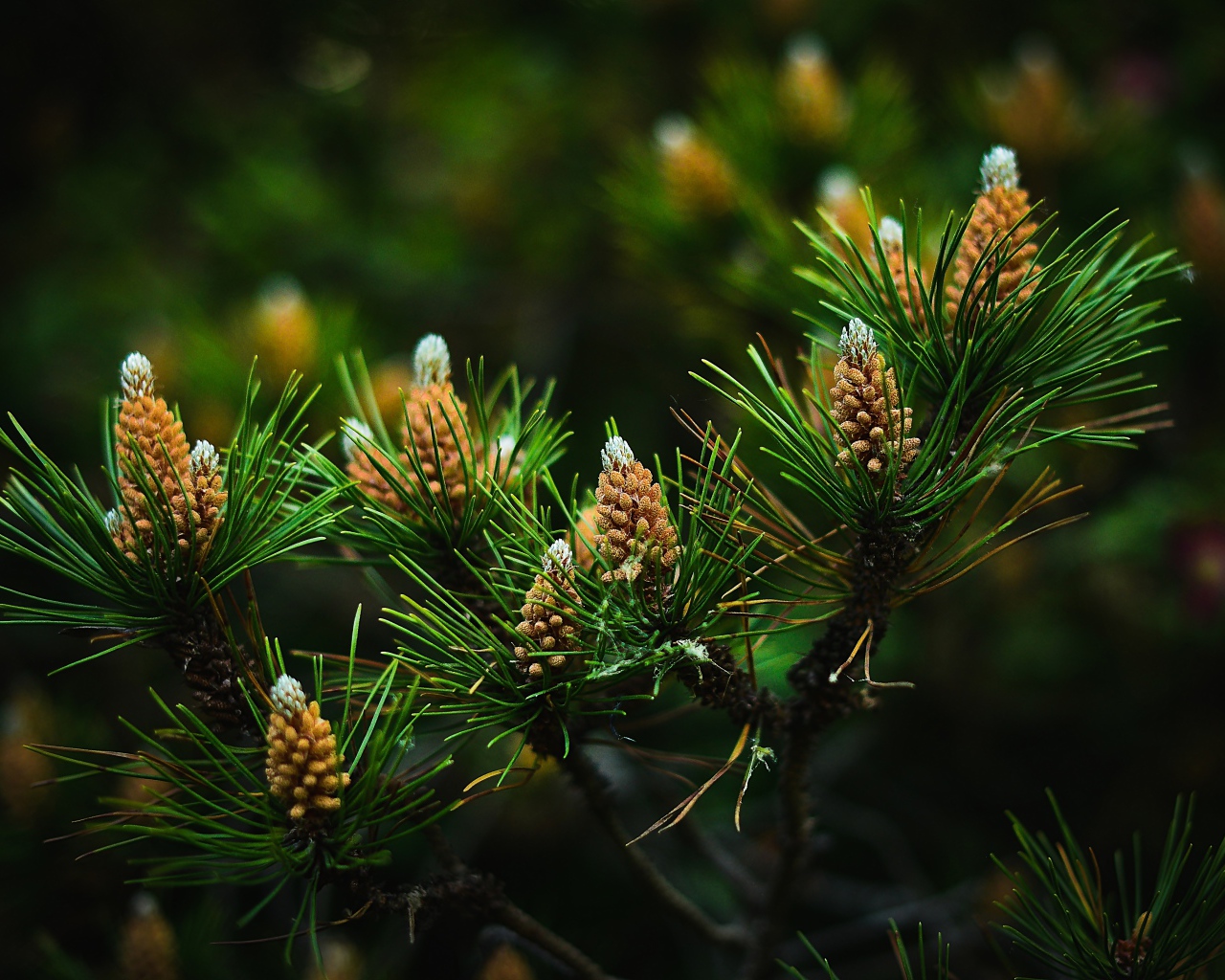 Young pine cones with green needles on branches