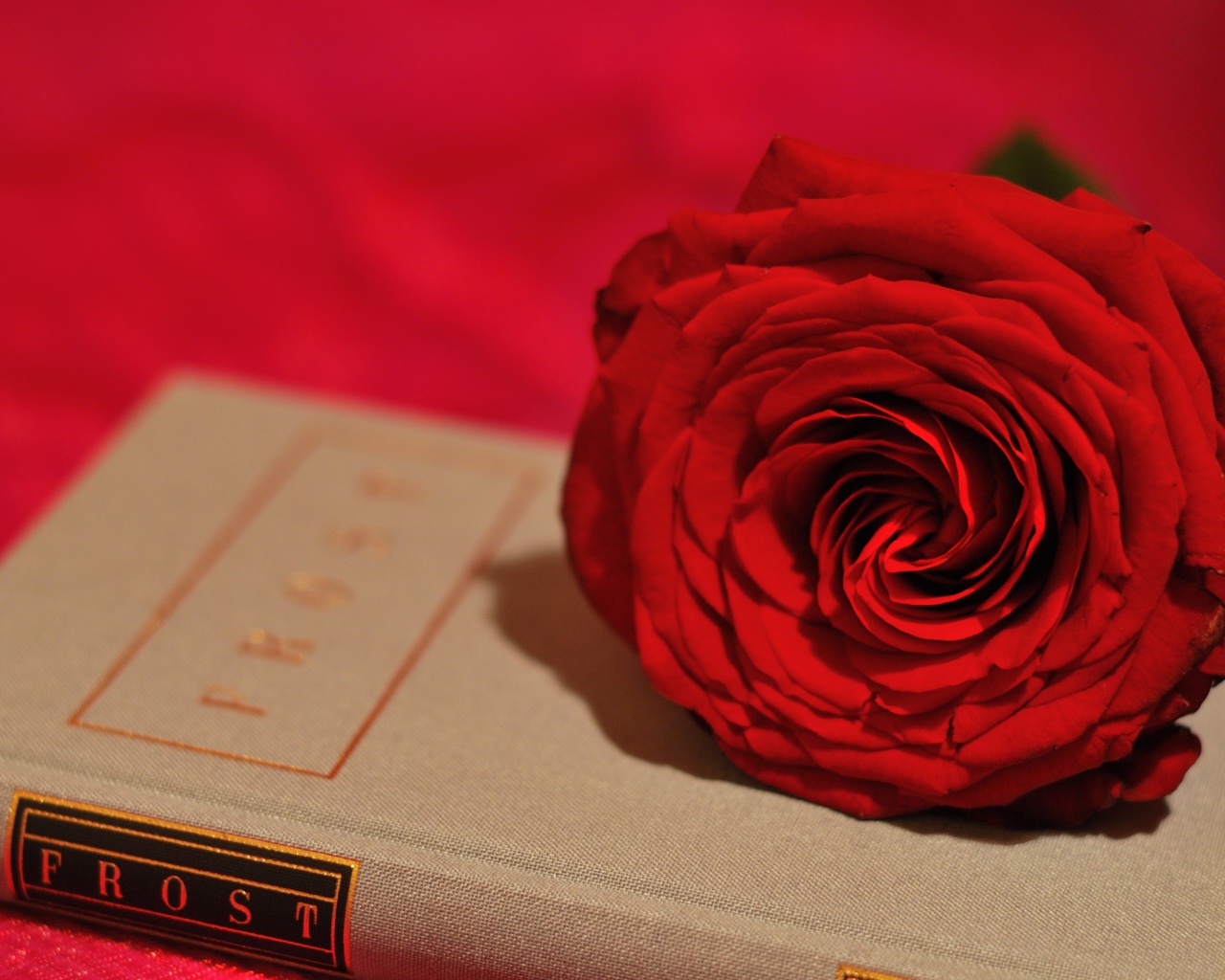 Большая красивая красная роза лежит на книге