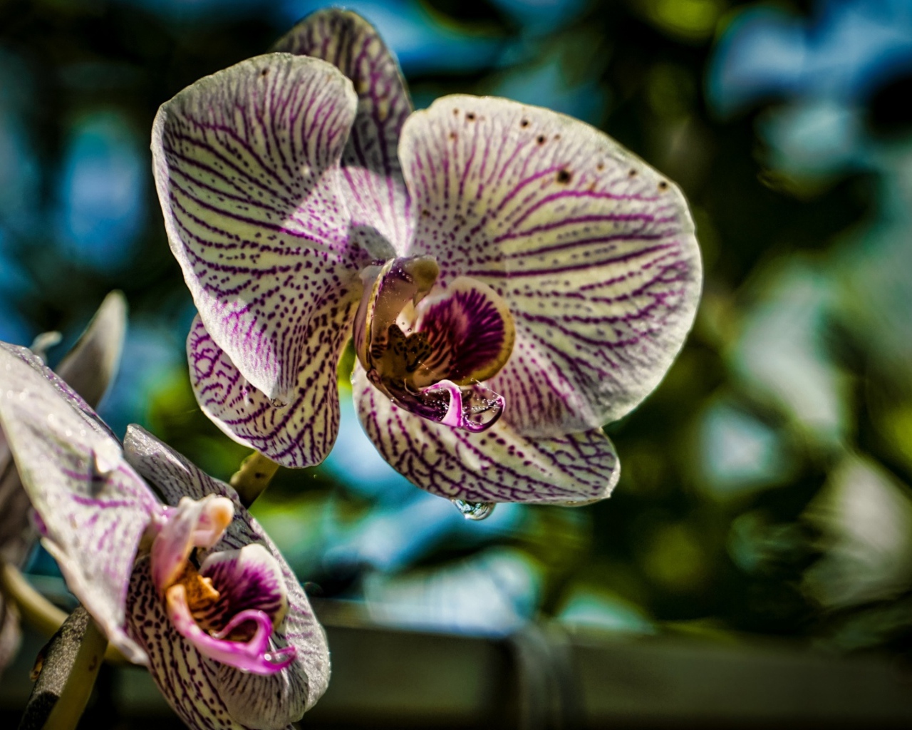 Красивые цветы экзотической орхидеи 