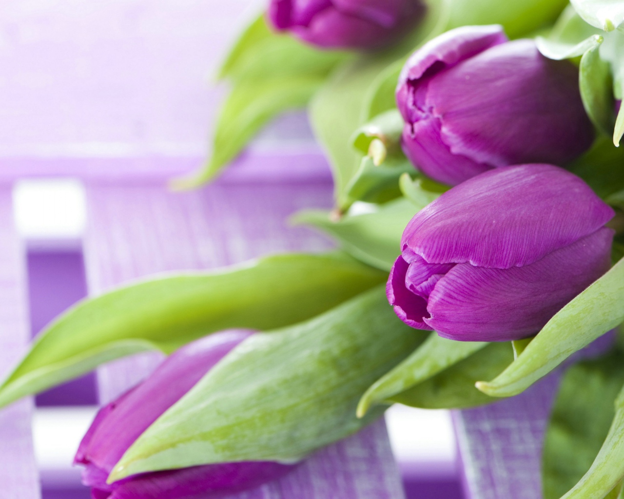 Красивые фиолетовые тюльпаны с зелеными листьями