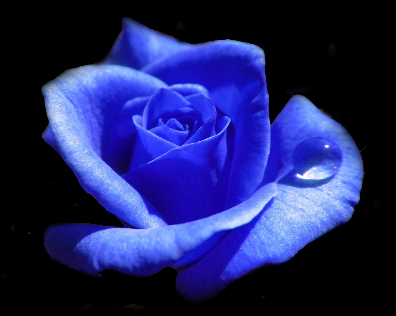 Голубая роза с каплей росы на лепестке 