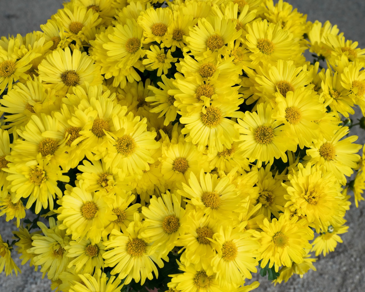 Большой букет желтых цветов хризантемы