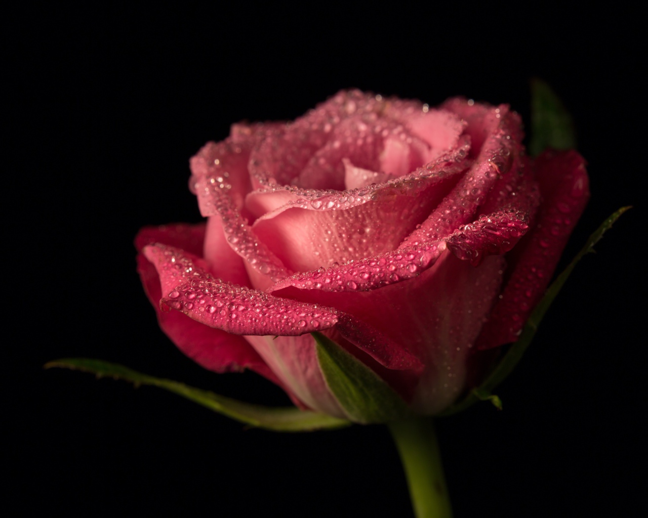 Розовая роза в каплях росы на черном фоне
