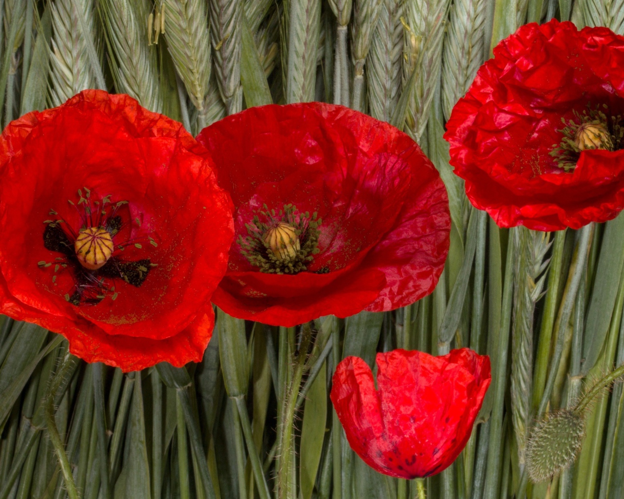 Красные цветы мака на зеленых колосках пшеницы 