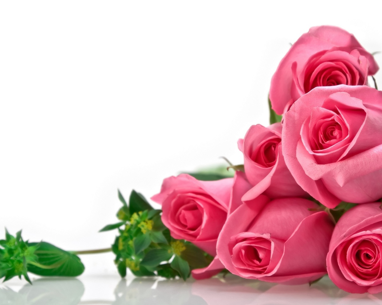 Розы на белом фоне, фон для поздравительной открытки