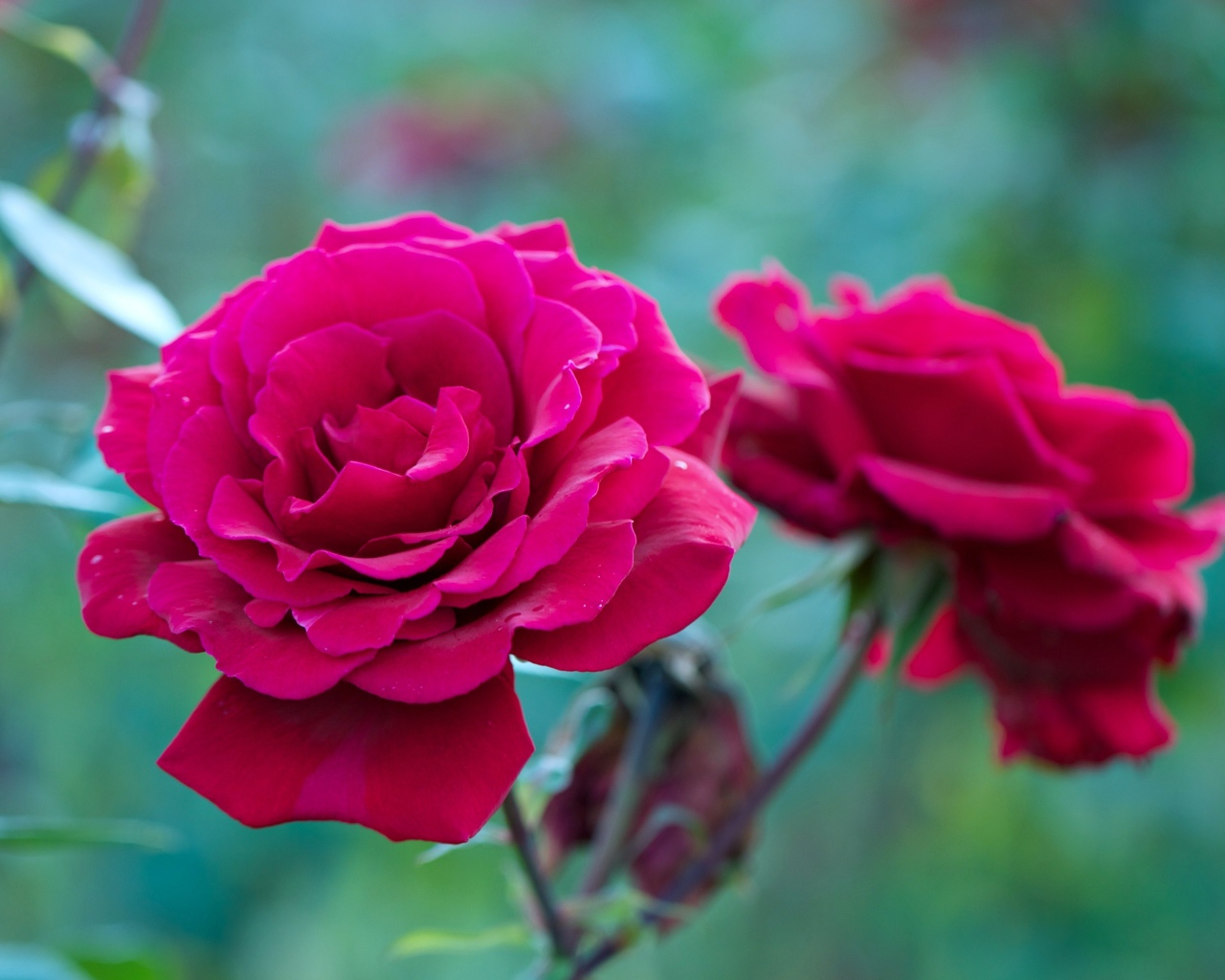 Две красные розы на клумбе крупным планом