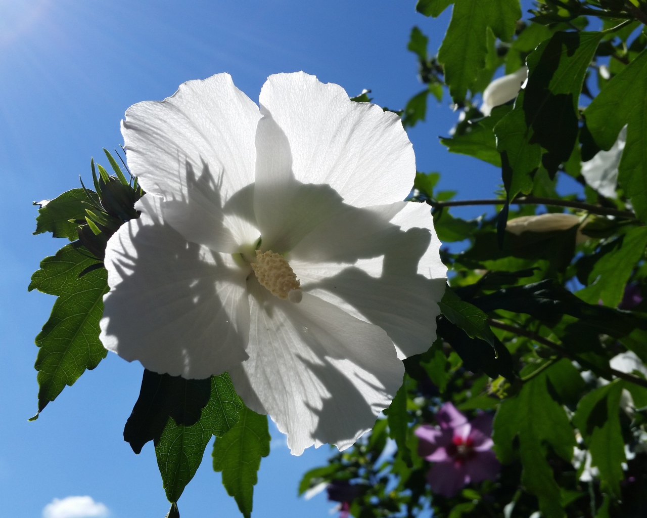 Белый цветок гибискуса на фоне голубого неба