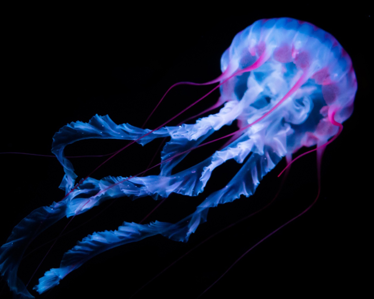 Неоновая медуза плывет на черном фоне
