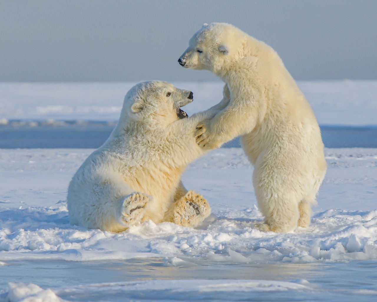 Два полярных медведя на снегу