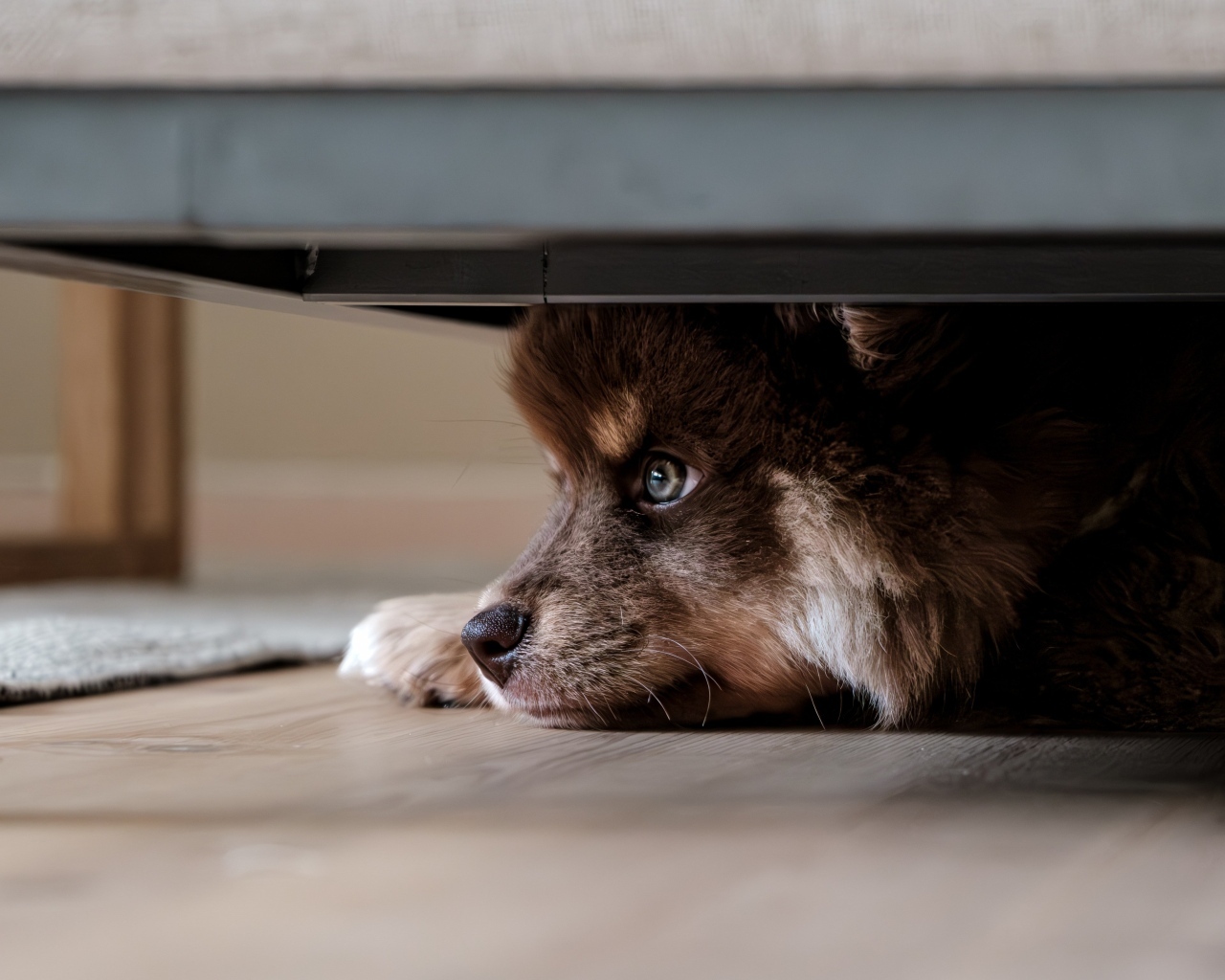 Щенок породы Финский лаппхунд прячется под кроватью