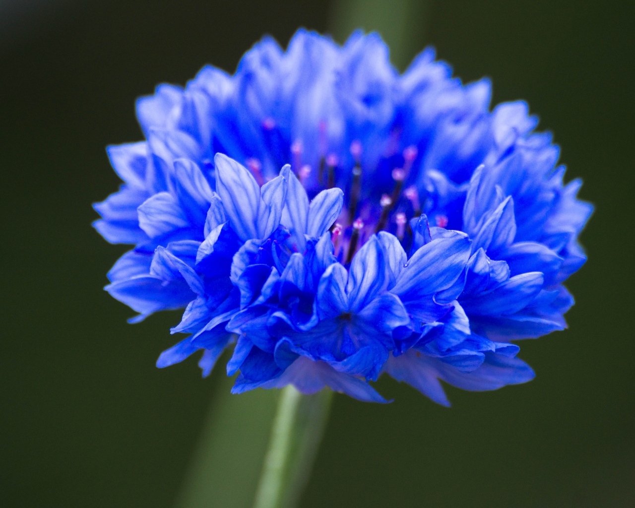 Синий цветок василька крупным планом