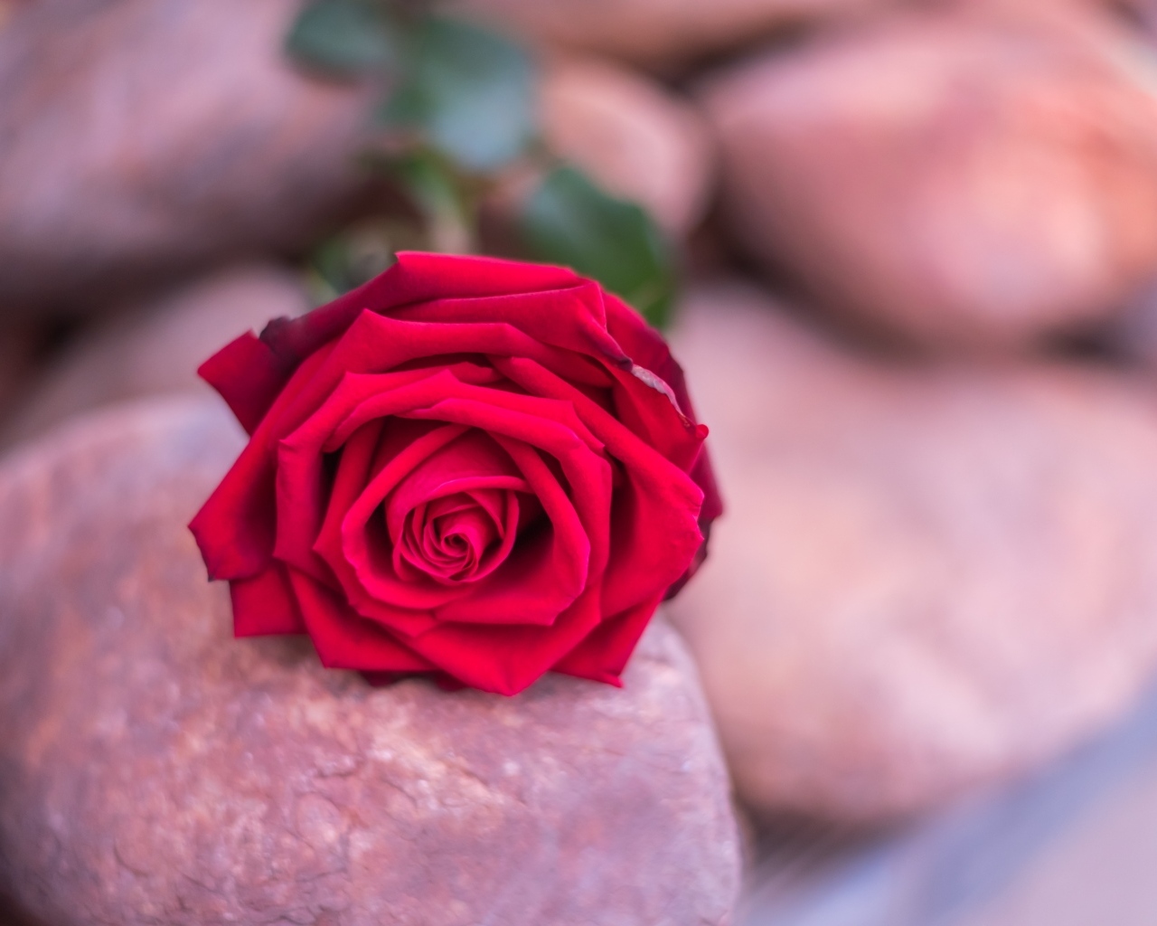 Алая роза лежит на камне