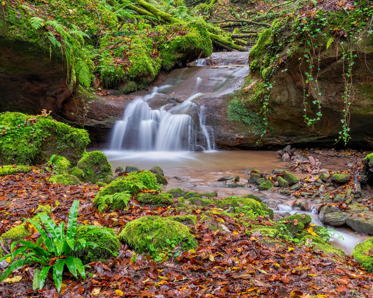Маленький водопад в лесу с покрытыми мхом камнями