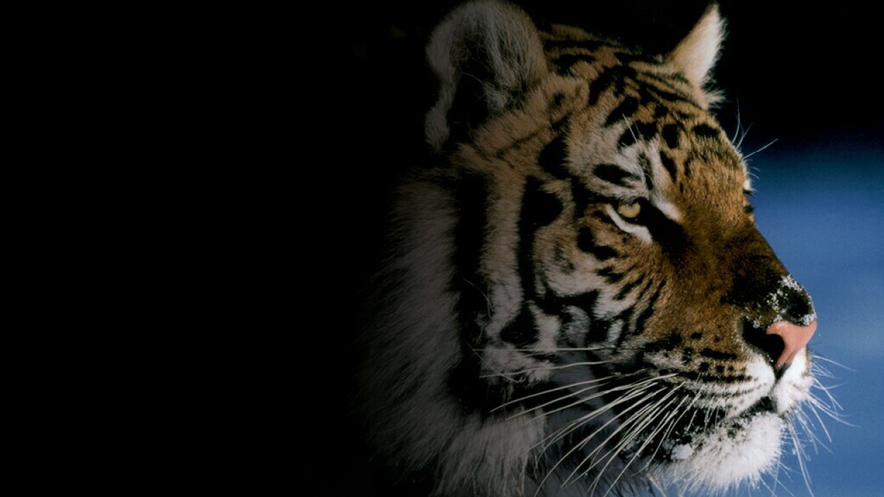 Картинка с тигром