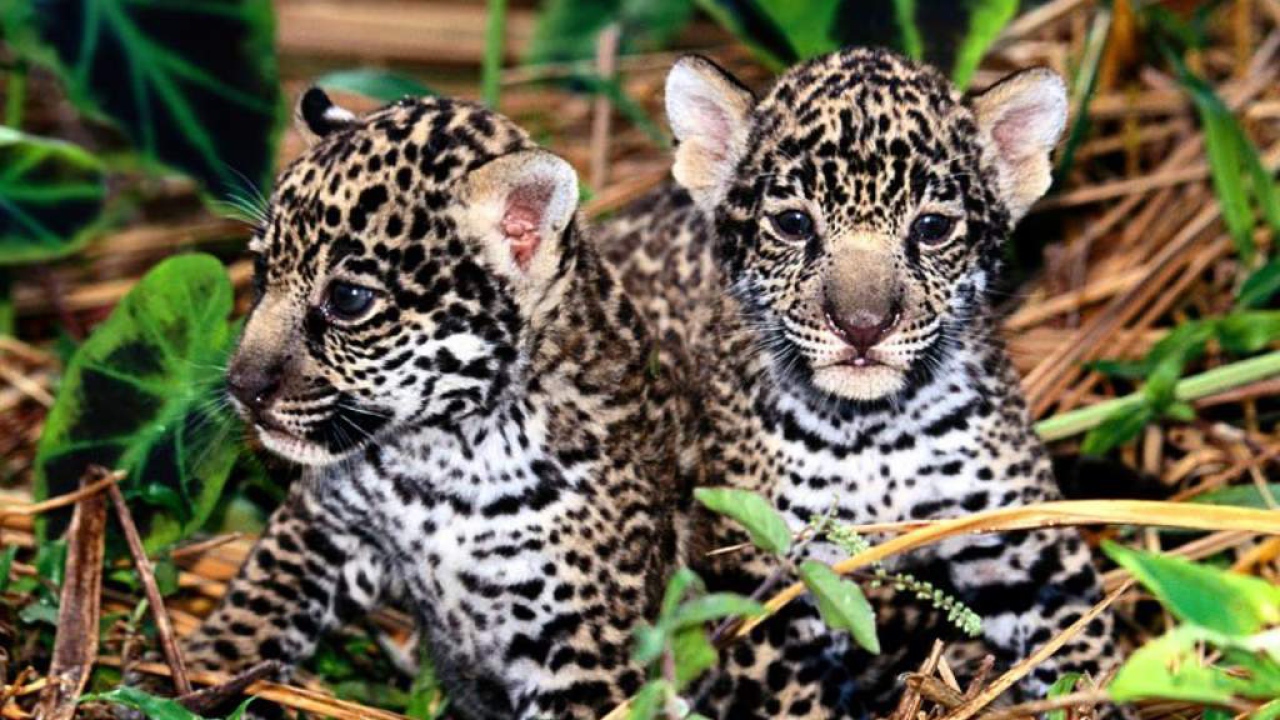 Детеныши леопарда