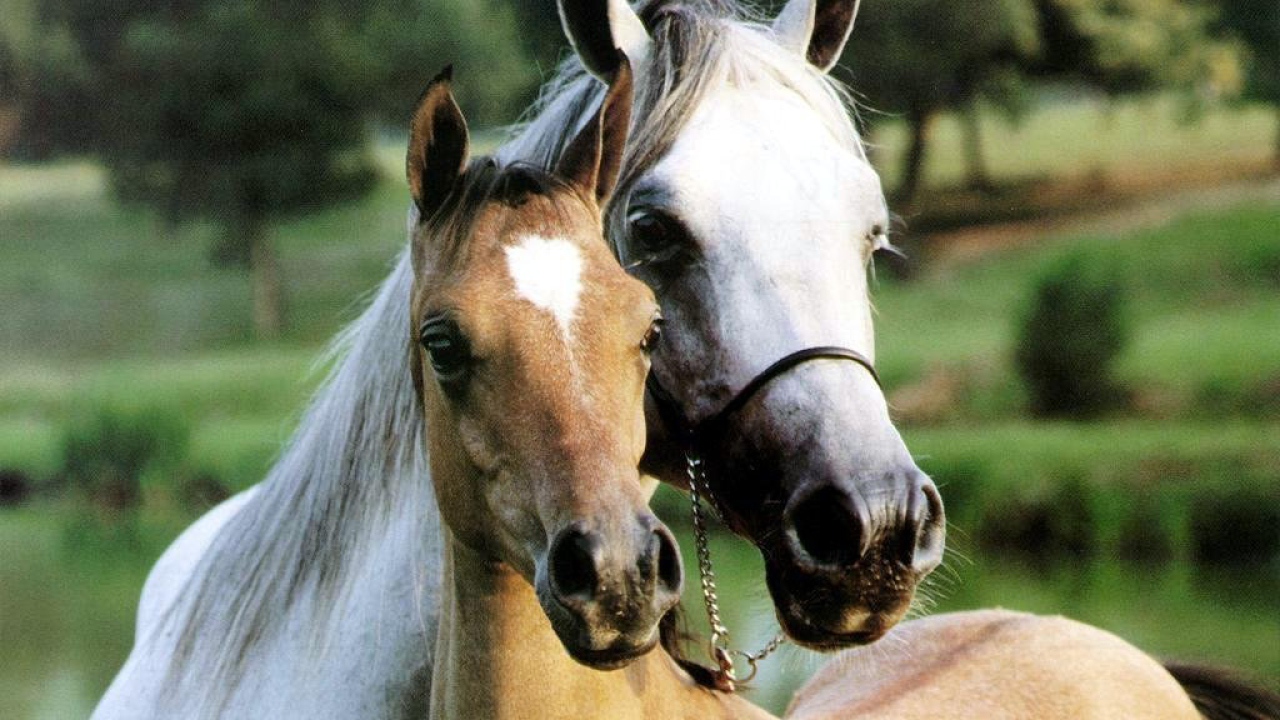 Конь и Лошадь
