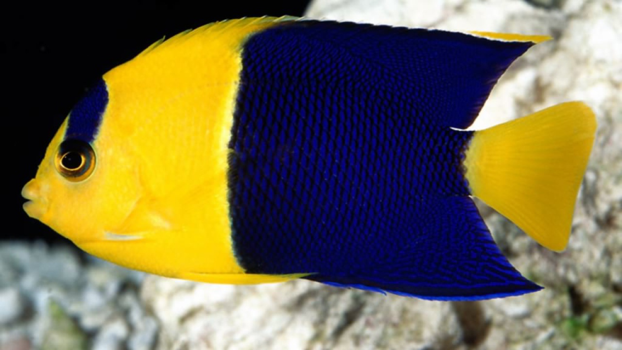 Жёлтая рыбка