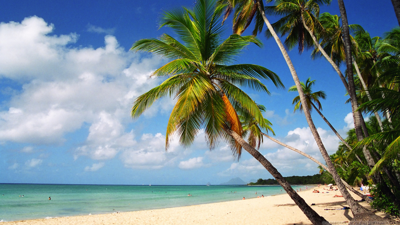 Пляж,пальмы