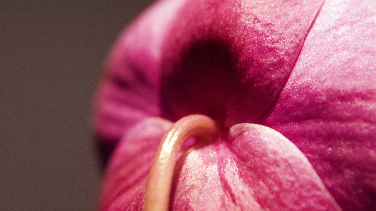 Орхидея Christines, Цветы