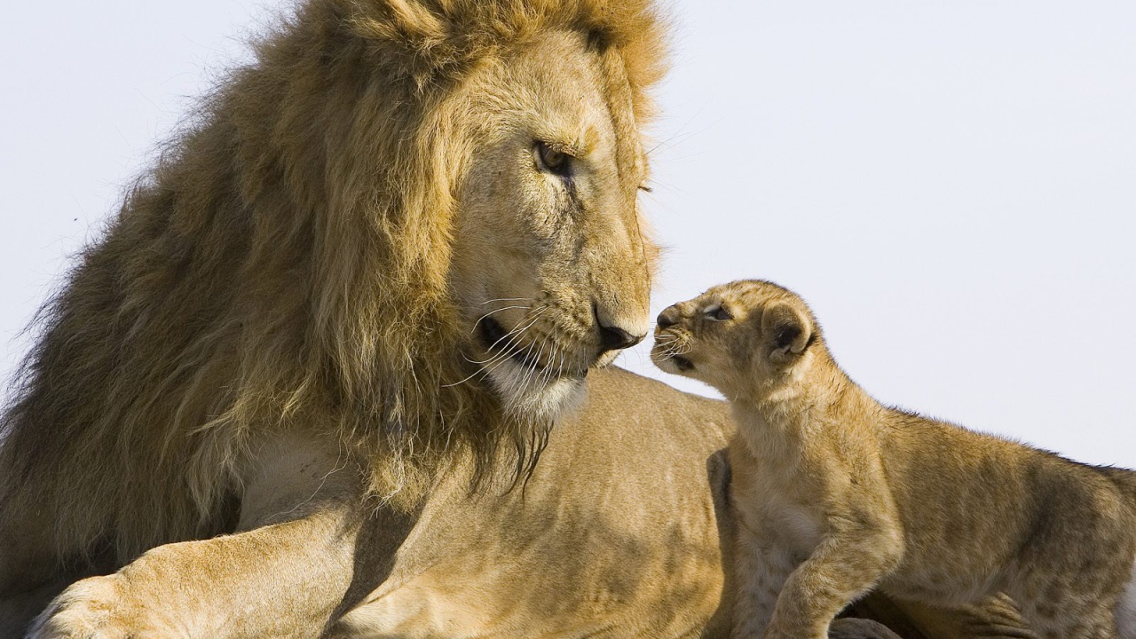 Лев и детеныш
