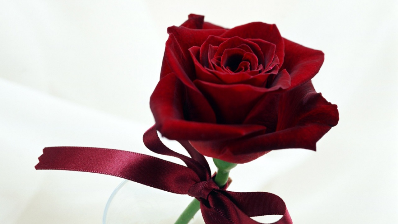 Чудесная роза в День Св. Валентина