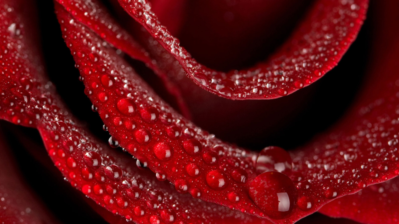 Цветок любви Роза