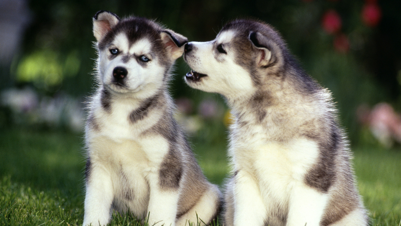 Two lovely puppies